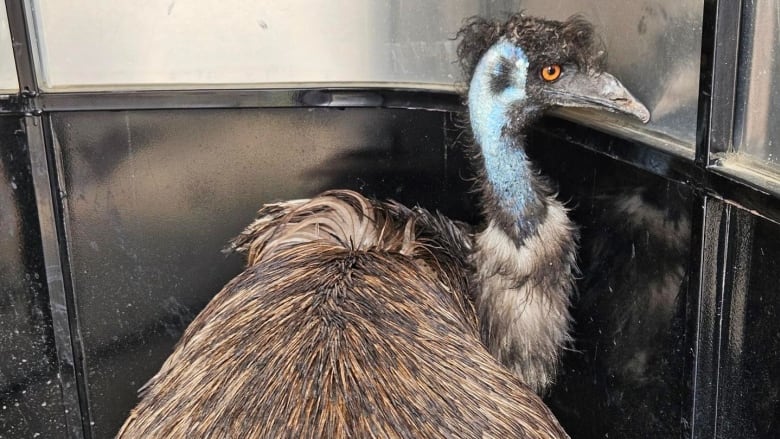 Keith the emu was found wandering near a southern Alberta highway in late June.