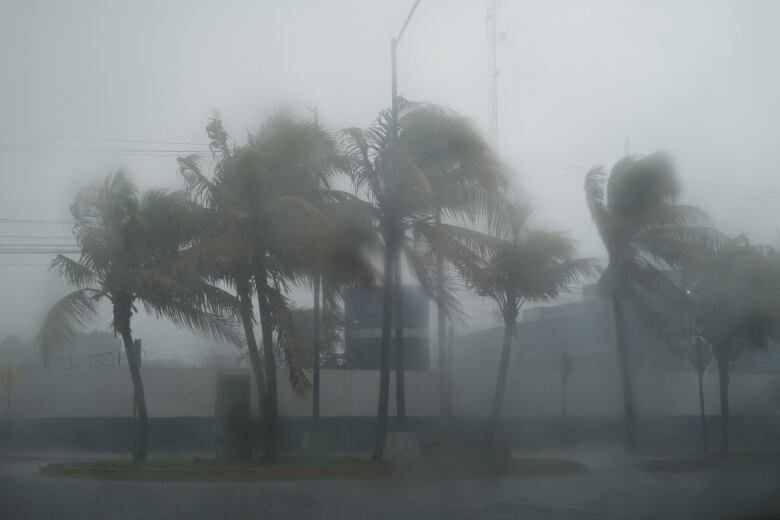 Palm trees sway during heavy winds and rain.