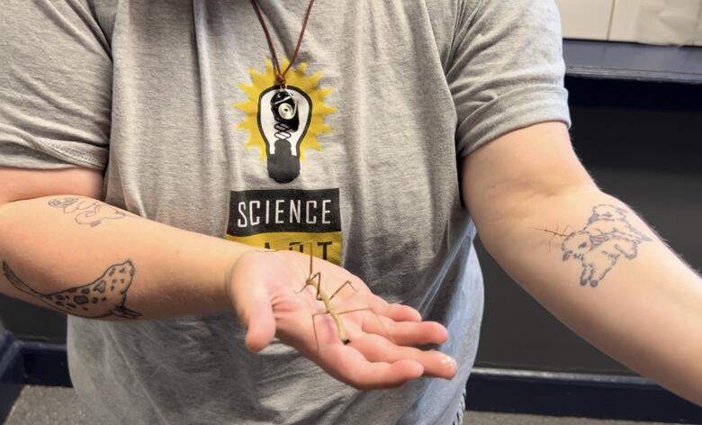 A large stick bug on an upturned palm of a person with tattoos on their arms wearing a gray t-shirt with the Science East logo on it. Their face is not shown. A smaller stickbug is on their other forearm.