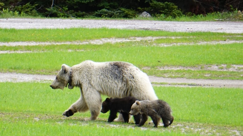 A rare white grizzly bear, designated GB178 and known as 'Nakoda', walks with her cubs.