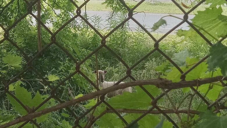 A sheep behind a fence.