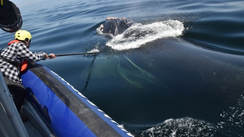 A man on a small boat sticks a pole into the water, where a whale is popping its head out of the water