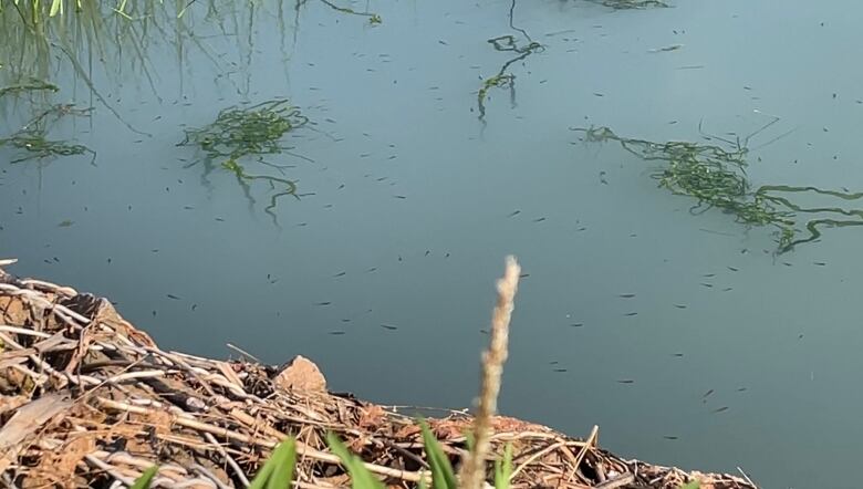 Dozens of very small fish swim near the surface of the cloudy water. 