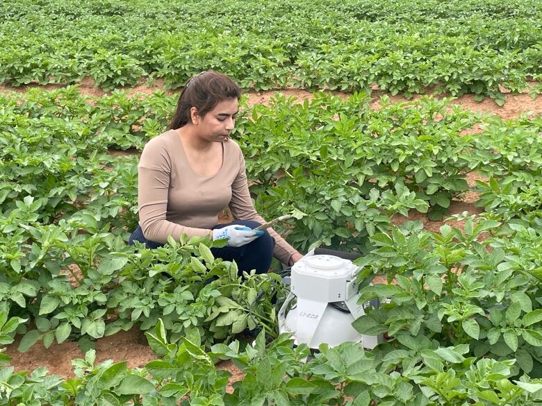 A woman crouches in a potato field with a white canister