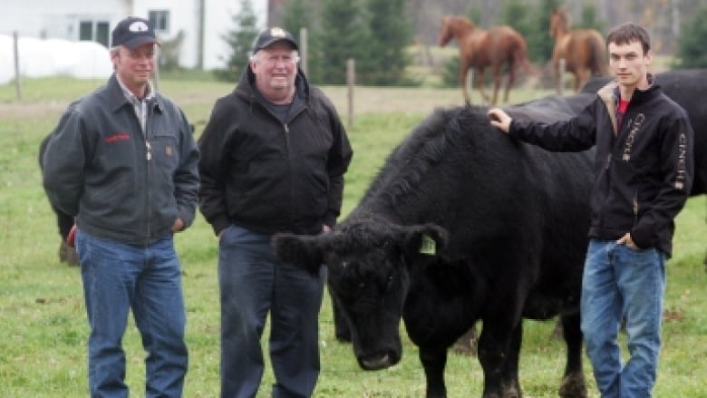 Three men stand outside with a black cow