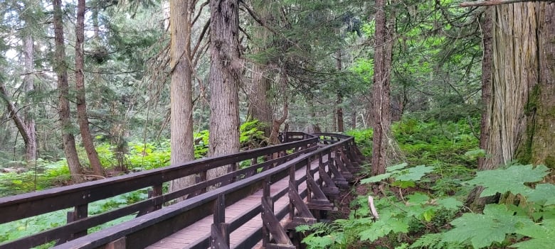 A cedar rainforest.