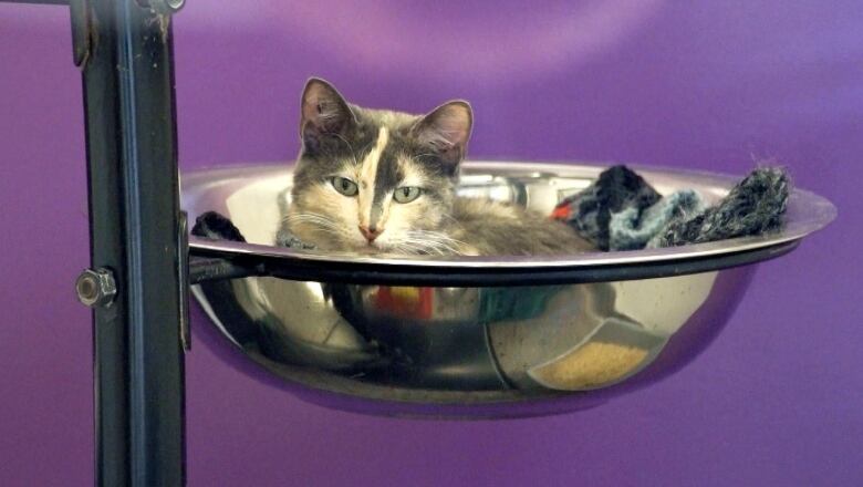 A cat sits in a silver bowl at the Winnipeg Humane Society.