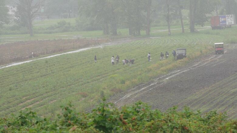 A strawberry field with workers in it.