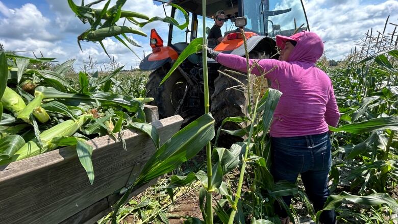 A woman in a pink sweater stands in a corn field behind a tractor, putting corn into a trailer.