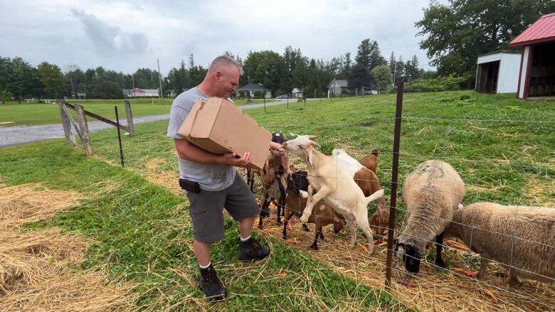 A man feeds sheep through a fence.