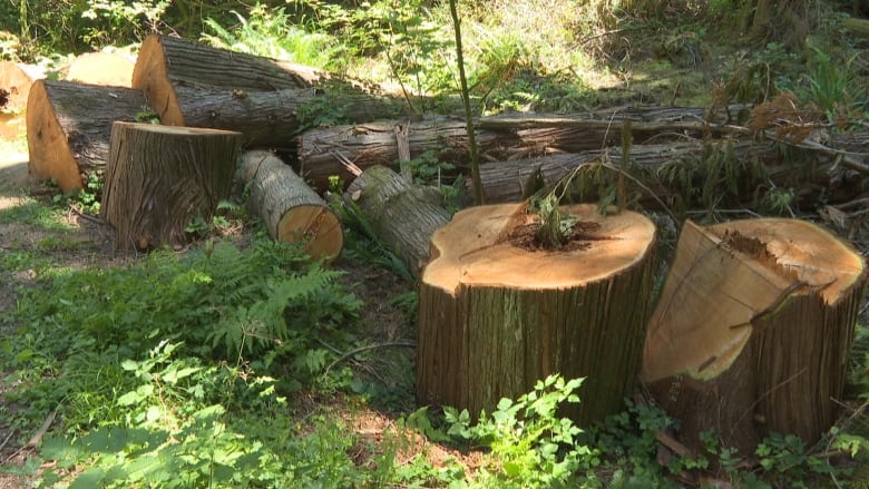 A bunch of tree stumps and trunks in a forested area. 