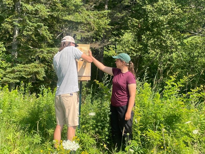 A person is putting a tree swallow chick back in a wooden box while a woman holds the hinged lid up 