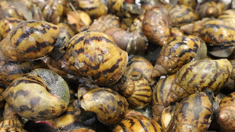 A cluster of snails