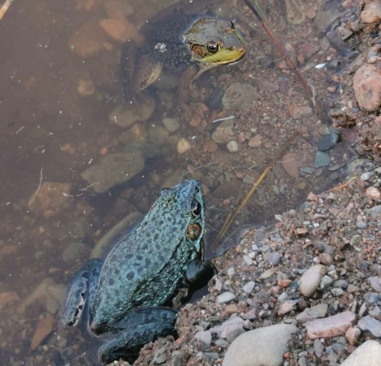 A blue frog and a green frog sitting at the edge of a pond.