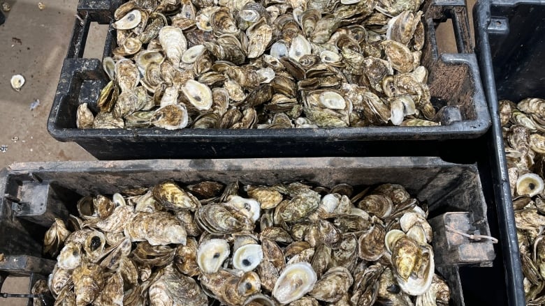 Bucket of dead oysters