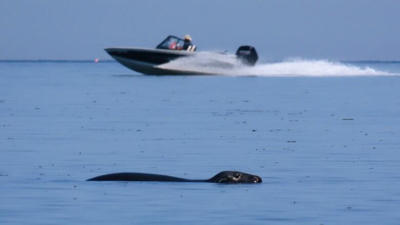 A seal surfaces in blue water while a speed boat races by in the background.