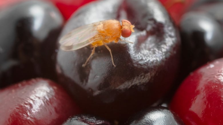 A golden-brown fly on a pile of red berries. 