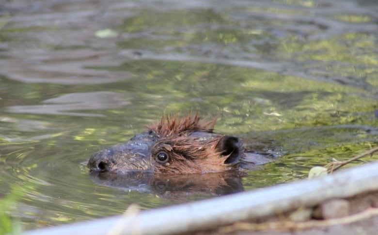 A brown beaver head is pictured peeking above water. 