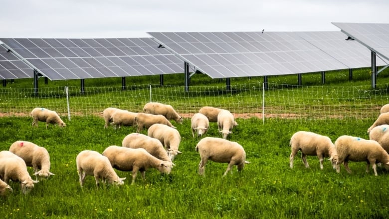 A flock of sheep graze in front of solar panels.