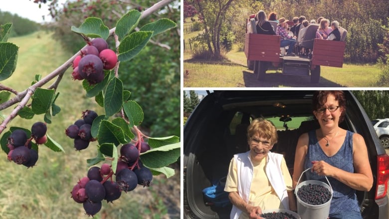 three photos in a photo collage. one shows berries on a branch, the other two show people in a cart and two people holding buckets of berries.