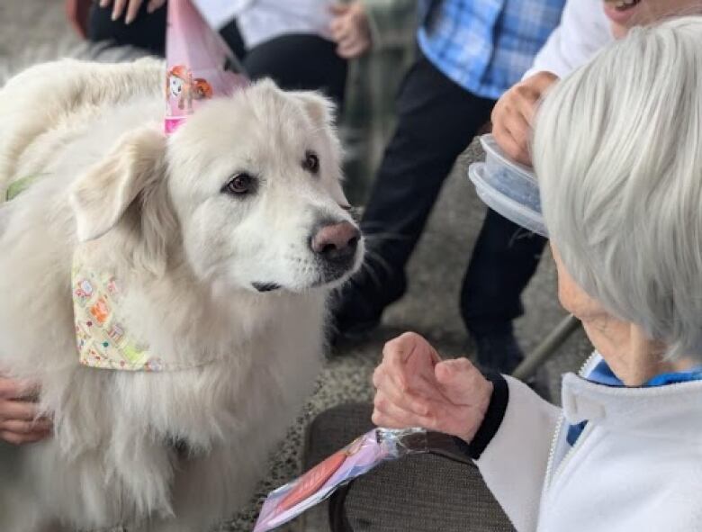 A white fluffy dog wearing a pink birthday hat looks up at an elderly woman