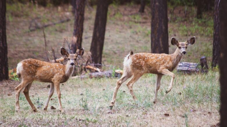 Two deer with white rumps and large ears look toward the camera as they trot past the photographer in a forested area.