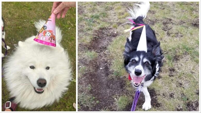 two dogs, in side by side photos, wearing birthday hats