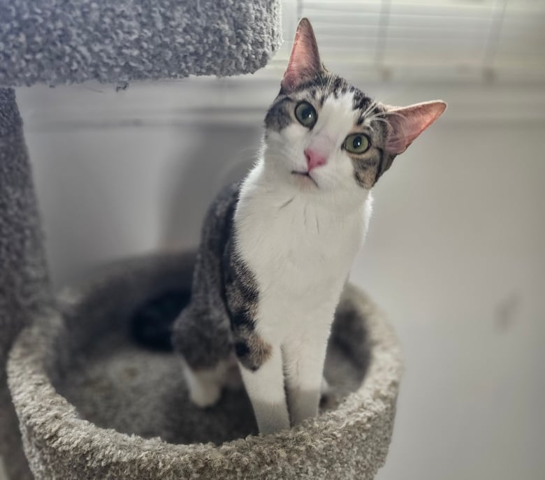 A black and white cat on a carpeted cat tower.