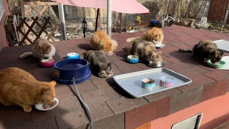 Cats on a roof eating cat food.