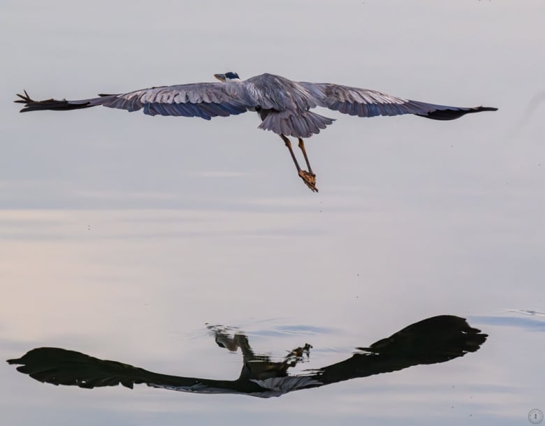 A blue bird stretches its wings in flight over calm, pale water.