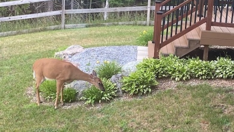 A brown deer eats from leafy shrubs next to a wooden staircase.