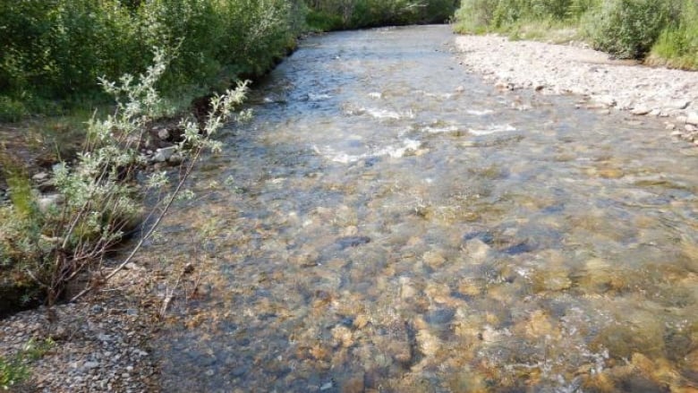 A forest stream which apparently shows clear water. 