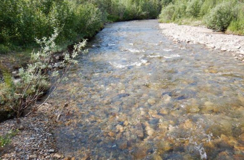 A forest stream which apparently shows clear water. 