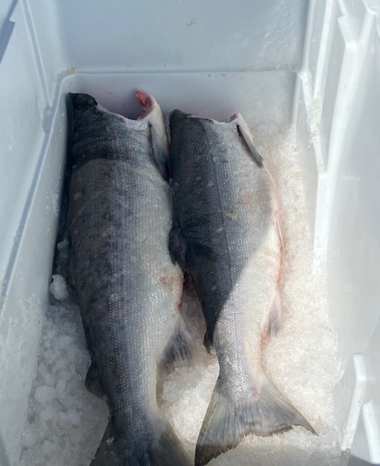 two de-headed salmon sit on a pile of ice