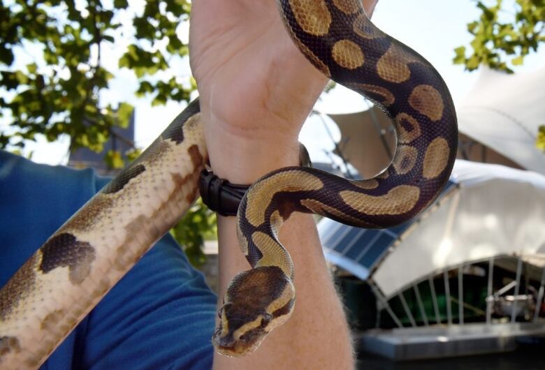 A close-up view of a person's arm holding a brown and tan coloured snake. The person is wearing a blue shirt and a black watch.