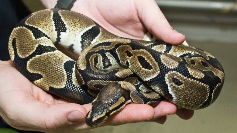 Two cupped hands hold a brown and tanned coloured snake.