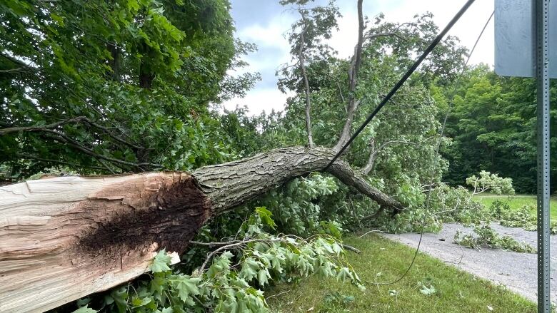 A fallen tree across a road and powerline. 