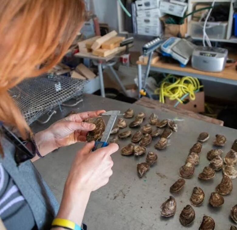 oysters organized in rows on a metal table.