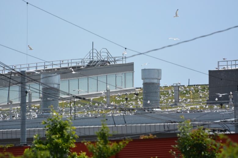 Seagulls on a roof