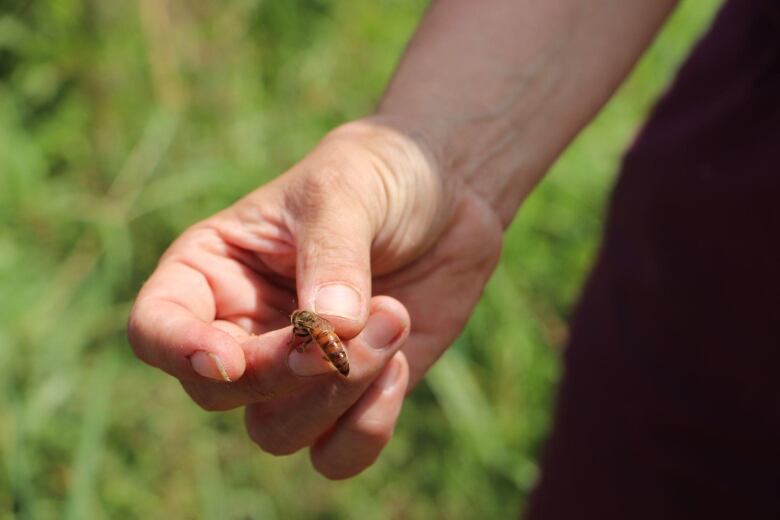 A woman holds a large queen bee between her fingers