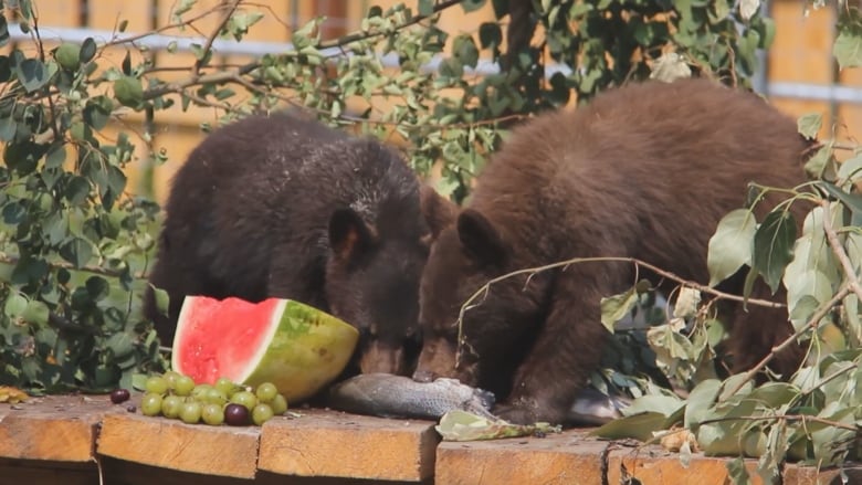 A bear cub with brown fur and a bear cub with black fur eat a raw salmon, a watermelon wedge and green and red grapes on a tan-coloured stone ledge amongst leaves and foliage.