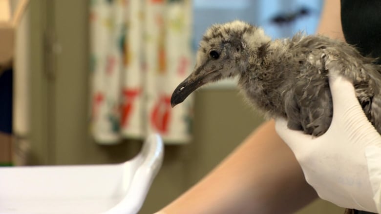 A small baby bird is pictured from the side, being held by a rescuer's gloved hand.