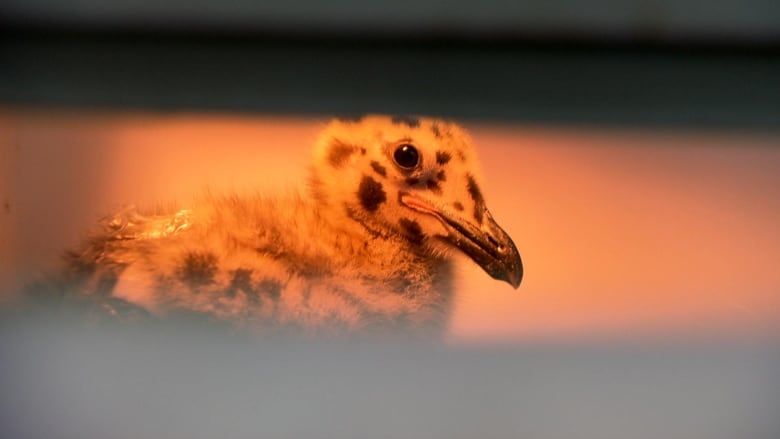 A small bird is pictured in profile.