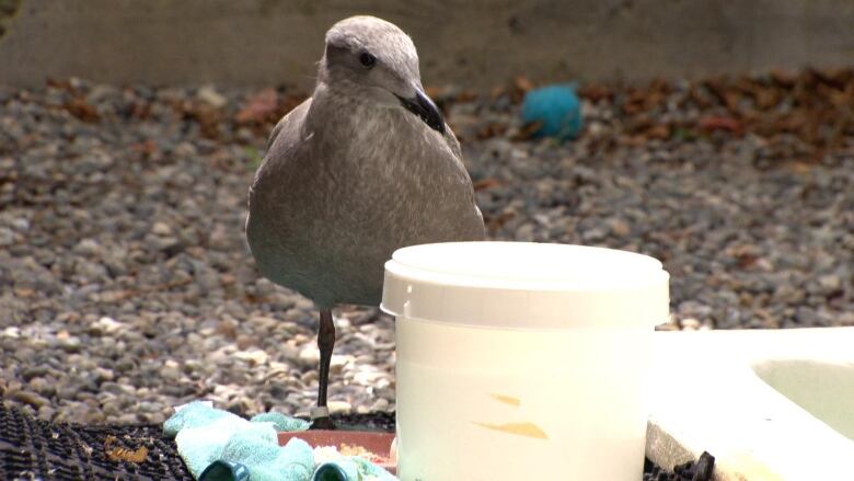 A seagull is seen on a pebbled roof, looking on.