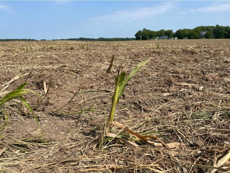 A corn stalk in a plowed field