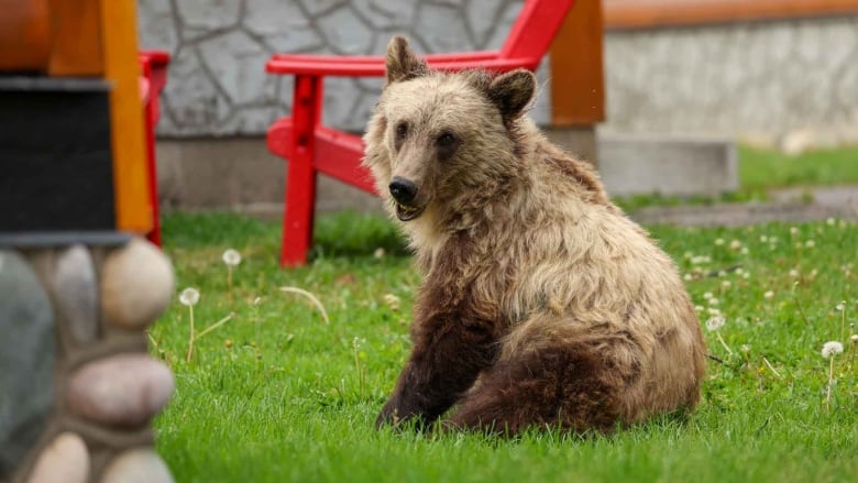 A bear cub sits on green grass 