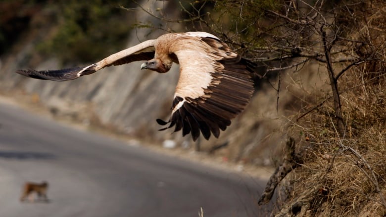 A brown vulture swoops past a cliff overlooking a highway