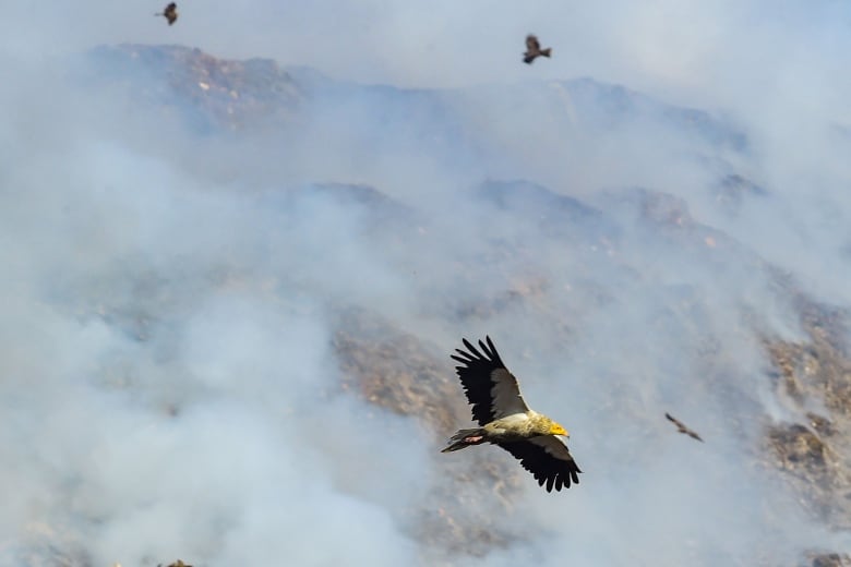 A vulture swoops across the sky above the fog and clouds covering a mountainous landscape. It has dark brown wings, a white belly and a bright yellow beak.  