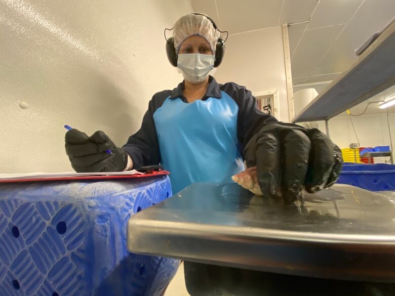 Sherril Delvecchio who handles quality control for Louisbourg Seafoods weighs and checks a processed whelk at the company's plant on Tuesday.