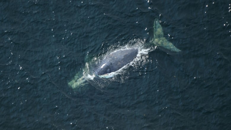 An entangled North Atlantic right whale.